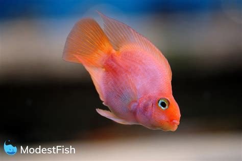 Blood Parrot Cichlid Care: Complete Guide For Aquarists