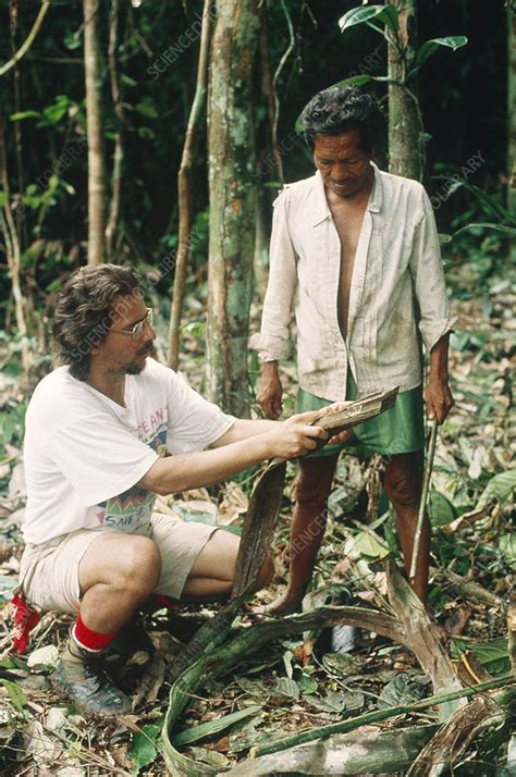 Medicinal plants in the Amazon rainforest - Stock Image - G355/0155 ...