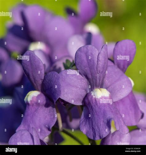 Close up of purple nemesia flowers in bloom Stock Photo - Alamy