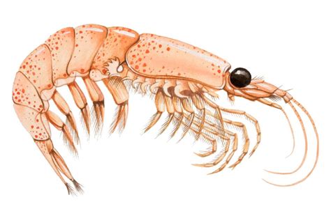 Krill - kreslený | Norkrill | Flickr