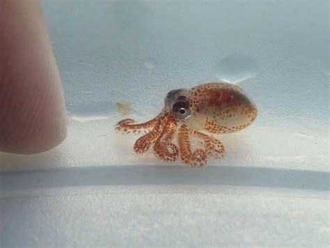 Behold this adorable baby octopus that lived in human trash