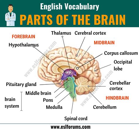 Parts of the Brain: Different Parts of Brain and Their Functions - ESL Forums