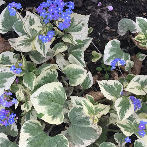 Brunnera macrophylla 'Dawson's White' syn. Brunnera macrophylla 'Variegata', Siberian Bugloss ...