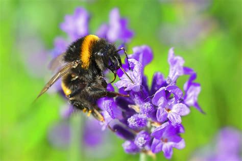 Bumblebee Pollination Lavender - Free photo on Pixabay - Pixabay