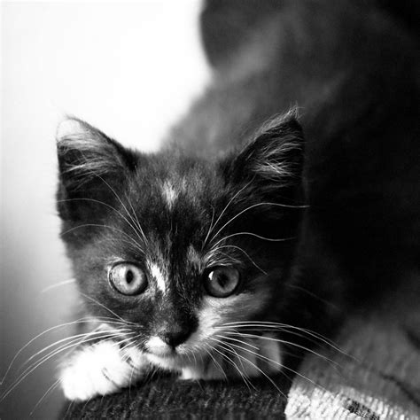 🔥 [50+] Cute Cat Wallpapers for iPad | WallpaperSafari