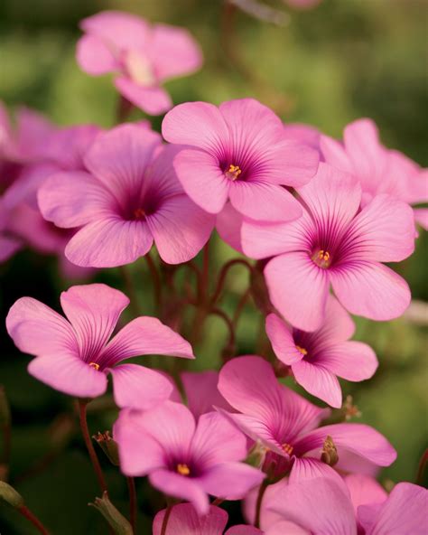 Cottage Pink - Wood Sorrel - Oxalis Flowers That Attract Butterflies, Pink Flowers, Beautiful ...