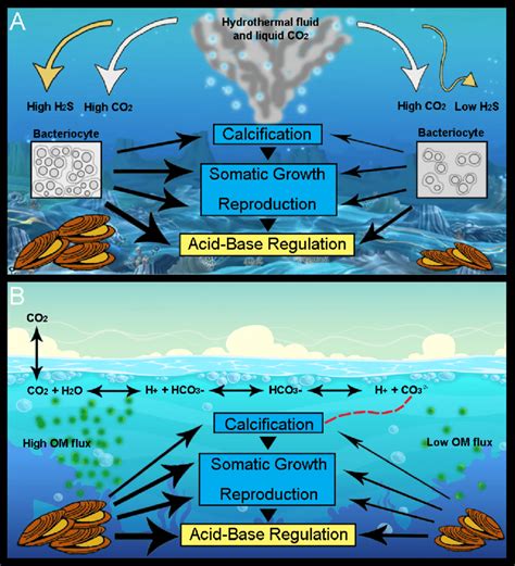 1. a) A depiction of the effects of high CO2 concentration on the... | Download Scientific Diagram