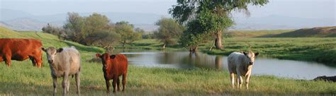 Rangeland and Wildlife Management | Our Environment at Berkeley