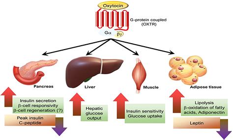 Frontiers | Oxytocin and Related Peptide Hormones: Candidate Anti-Inflammatory Therapy in Early ...