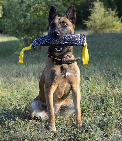 Can I Train My Own Dog in Bite Work? | Malinois belga, Perros de trabajo, Pastor belga