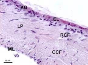 Tympanic Membrane Histology