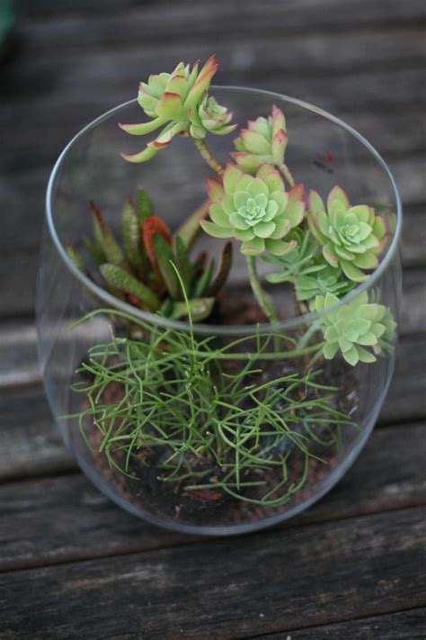 DIY Terrarium | we must be dreamers