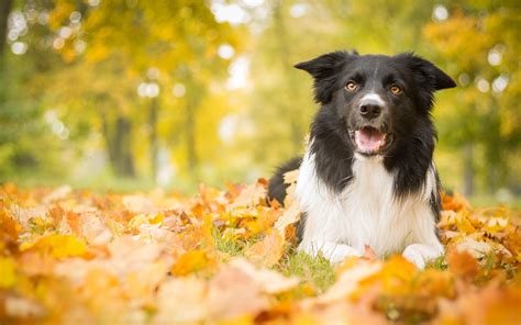 Autumn, dog, leaves wallpaper | animals | Wallpaper Better