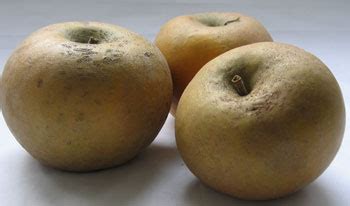 Russet Apples - CooksInfo