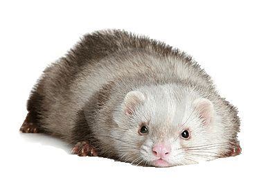 Pin on All About Ferrets