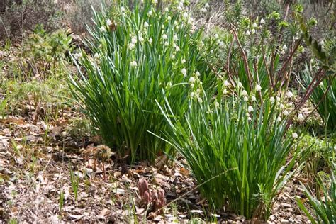 How to Plant Lily of the Valley Flower? (Complete Growing & Care Tips)