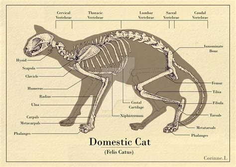 Cat Skeleton Diagram by Greensequin on DeviantArt