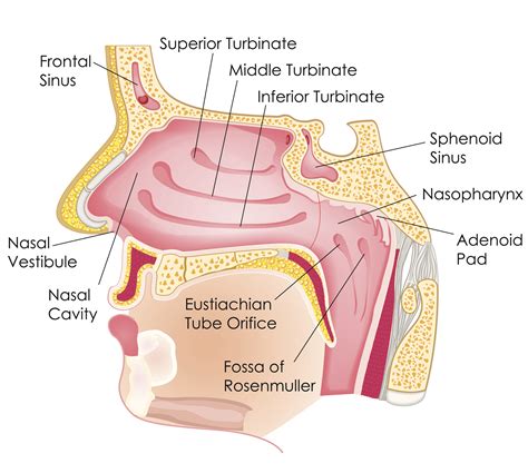 Turbinate Reduction Surgery | Nasal Turbinates Austin, TX