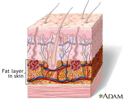 HIE Multimedia - Fat layer in skin