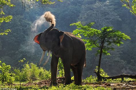 Sumatran elephant found decapitated after Indonesian poachers kill member of endangered species ...