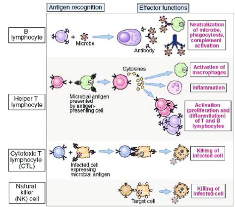 Lymphocytes Types