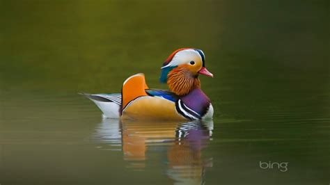 Free download Love in the Mandarin Duck bird wallpaper 18529 Animal ...