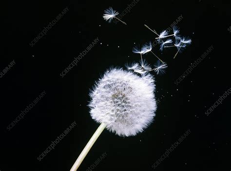 High-speed photo of wind dispersal of seeds - Stock Image - B787/0057 - Science Photo Library