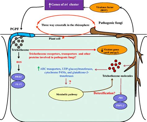 Trichothecenes affect the tripartite PGPF-plant-pathogenic fungi ...