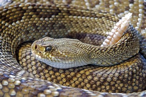 Rattlesnake Free Stock Photo - Public Domain Pictures