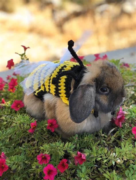 Rabbit Costume, Bumble Bee Costume, Bumble Bee Outfit, Rabbit Clothes, Halloween Costume, Spring ...