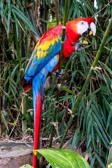 Macaw eating fruit stock image. Image of macaw, eating - 22538533