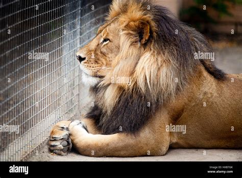 Male Lion laying down Stock Photo - Alamy