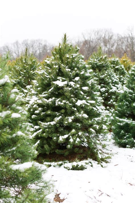 Wholesale Christmas Trees - Our Farm Christmas Trees