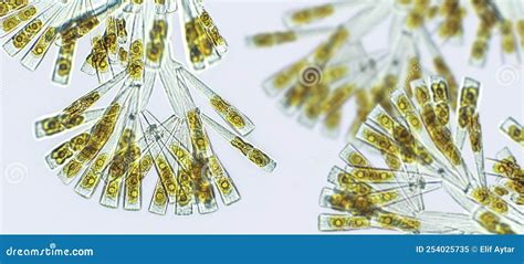 Licmophora Sp. Algae, Marine and Freshwater Diatom Under Microscopic View Stock Image - Image of ...