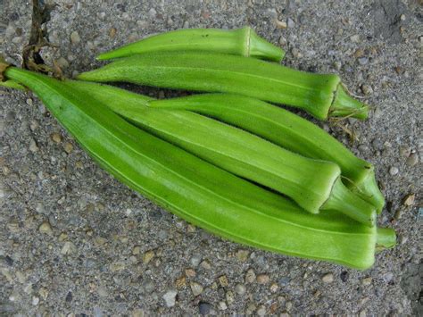 Okra: Plant Care and Collection of Varieties - Garden.org