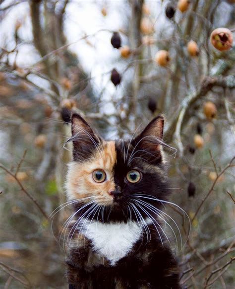 A Gorgeous Tortoiseshell Calico Cat Whose Adorable Face is Half Orange and Half Black | Gatos ...