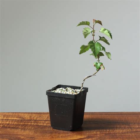 Bonsaify | Washington Hawthorn Bonsai Starters