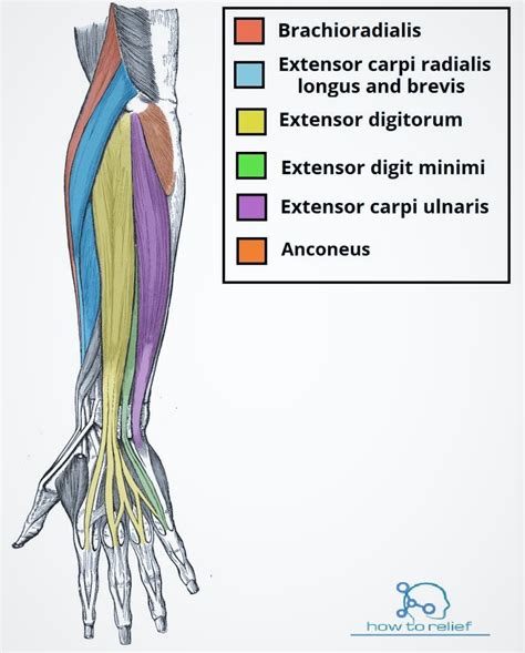 Brachioradialis: Origin, Insertion, Nerve Supply & Action » How To Relief