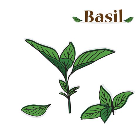 Leaves of fresh sweet basil, Thai basil, lemon basil or holy basil. Color vector illustration ...