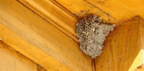Wasp nest removal Colchester | How to get rid of a nest