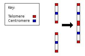 Common Descent - Definition, Theory, Examples, Quiz | Biology Dictionary