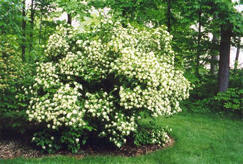 Arrowwood (Viburnum dentatum) in Richmond Fairfax Loudoun Prince William Fredericks Virginia VA ...