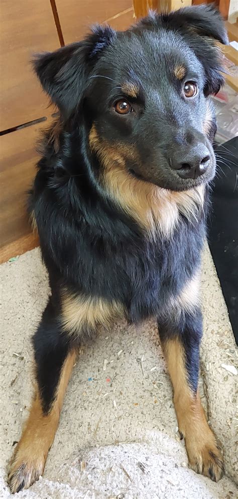 Virgin black bicolor Australian Shepherd - Stud Dog in Bc, the United ...