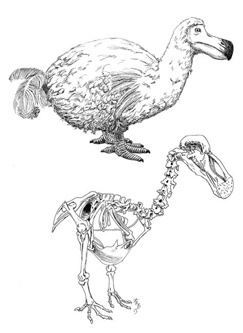 Dodo Bird Drawing at GetDrawings | Free download