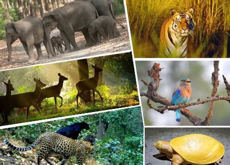 Book Odisha Wildlife Tour | Orrisa/Odisha Wildlife Tour Package