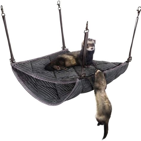 17 Best Ferret Products On Amazon