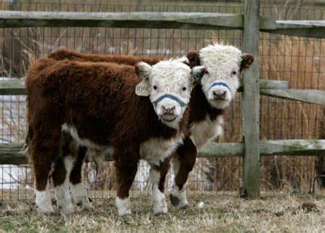 Miniature Cows: A Definitive Guide on How to Raise Mini Cows