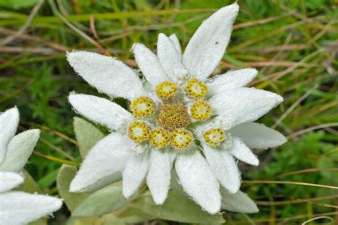 Edelweiss Flower Meaning | Flower meanings, Edelweiss flower, German flower