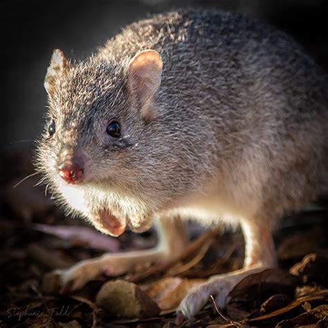 Northern Bettong: Improving Habitat for Two Remaining Populations