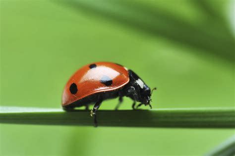 Can You Keep Ladybugs As Pets - Pets Retro